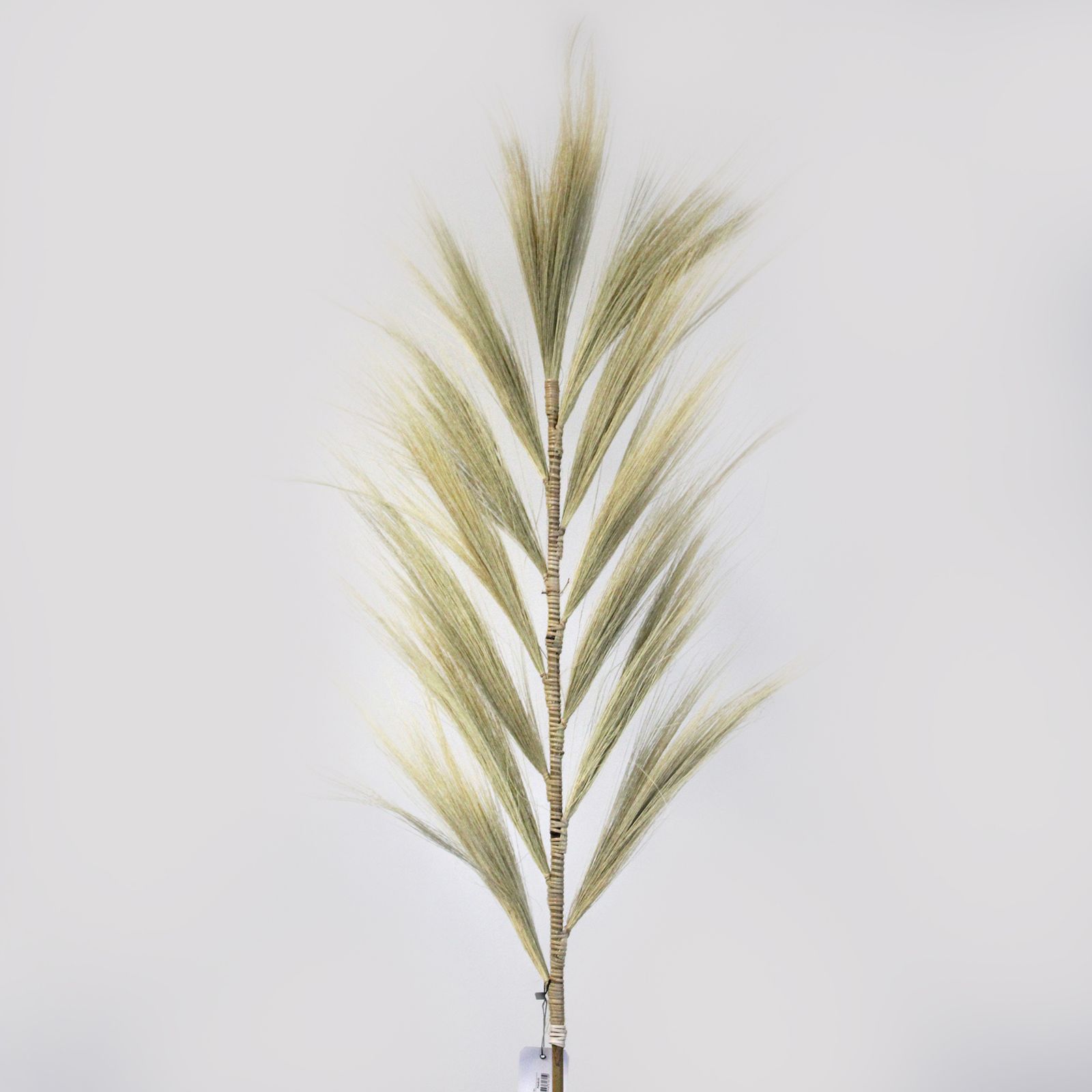 Palmera Rubia de Rayung - 1.6m - Imagen 2