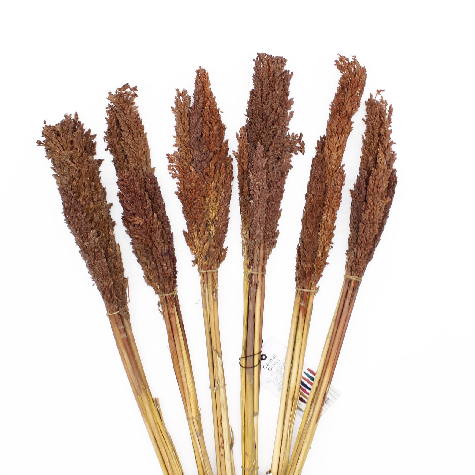 Manojo de Hierba Cantal - Chocolate - Imagen 4