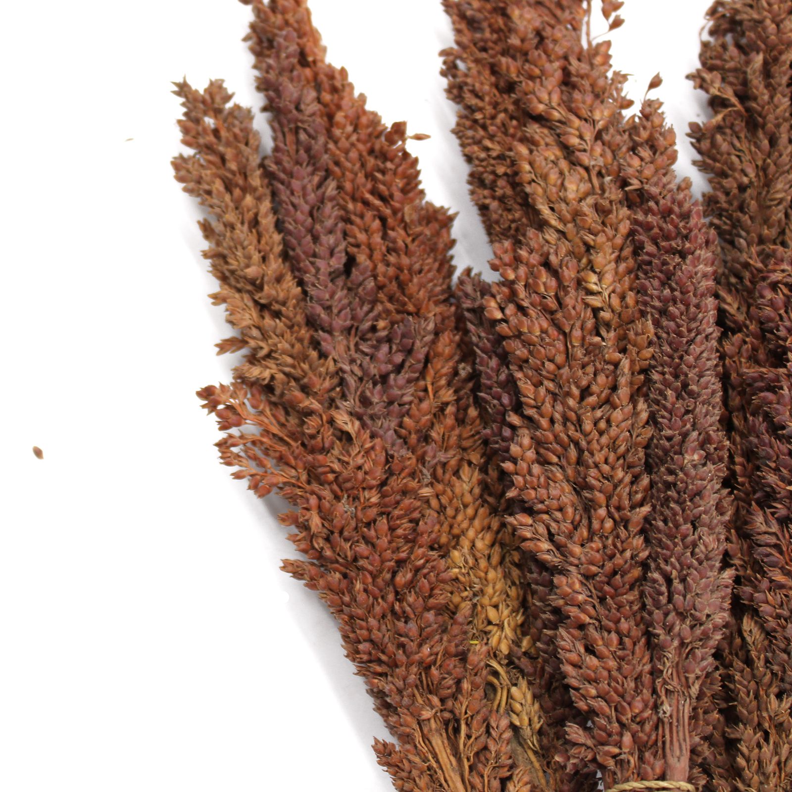 Manojo de Hierba Cantal - Chocolate - Imagen 2