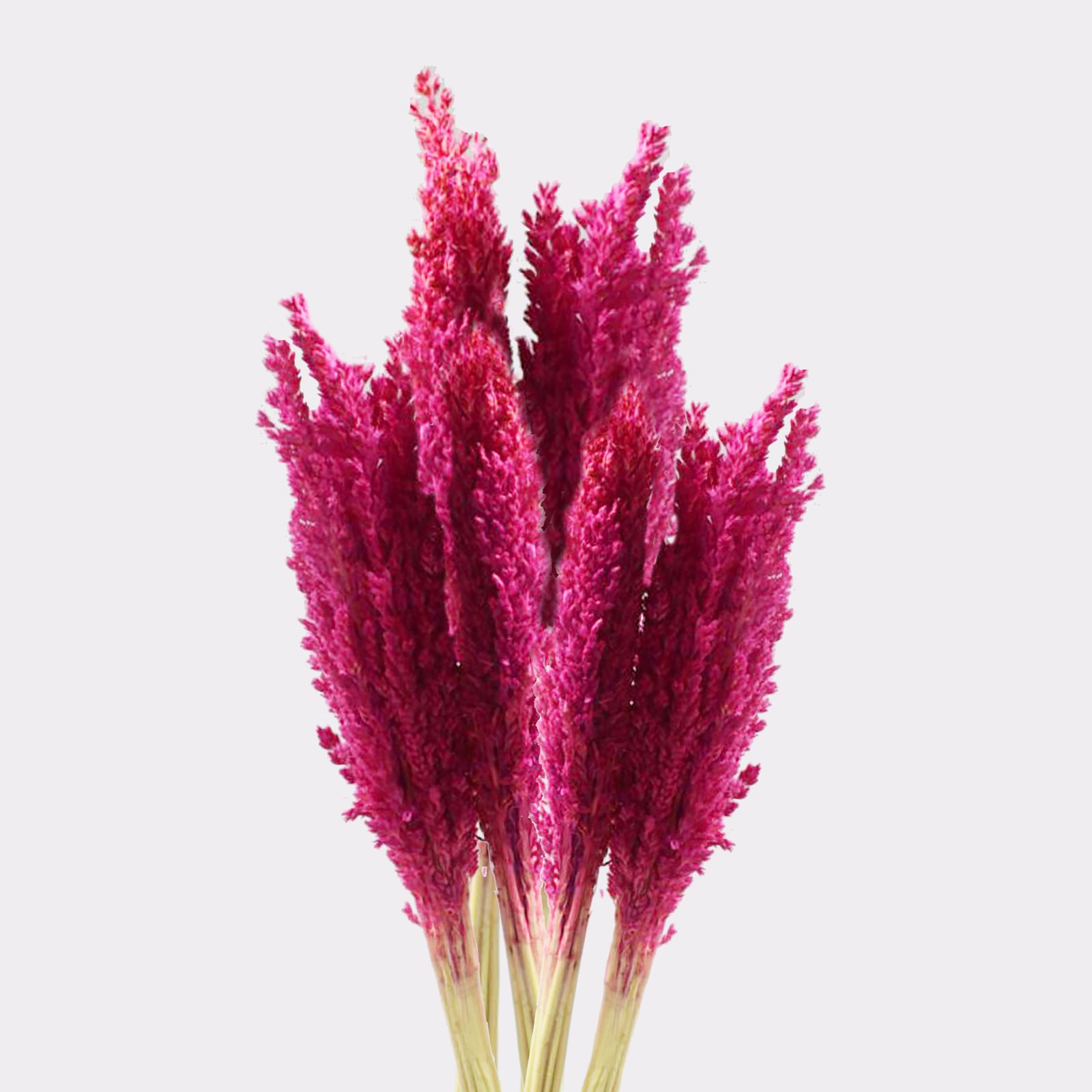 Manojo de Hierba Cantal - Rosa - Imagen 2
