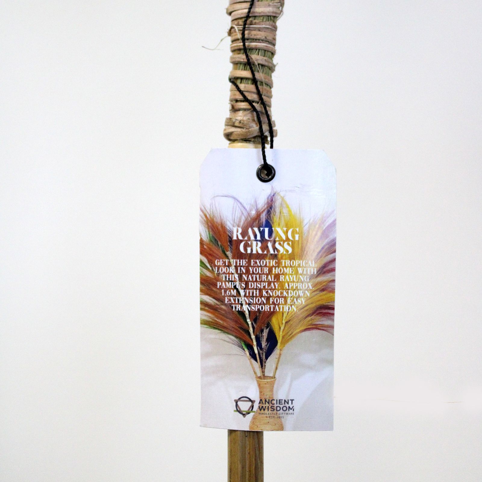 Palmera Lavanda de Rayung - 1.6m - Imagen 4