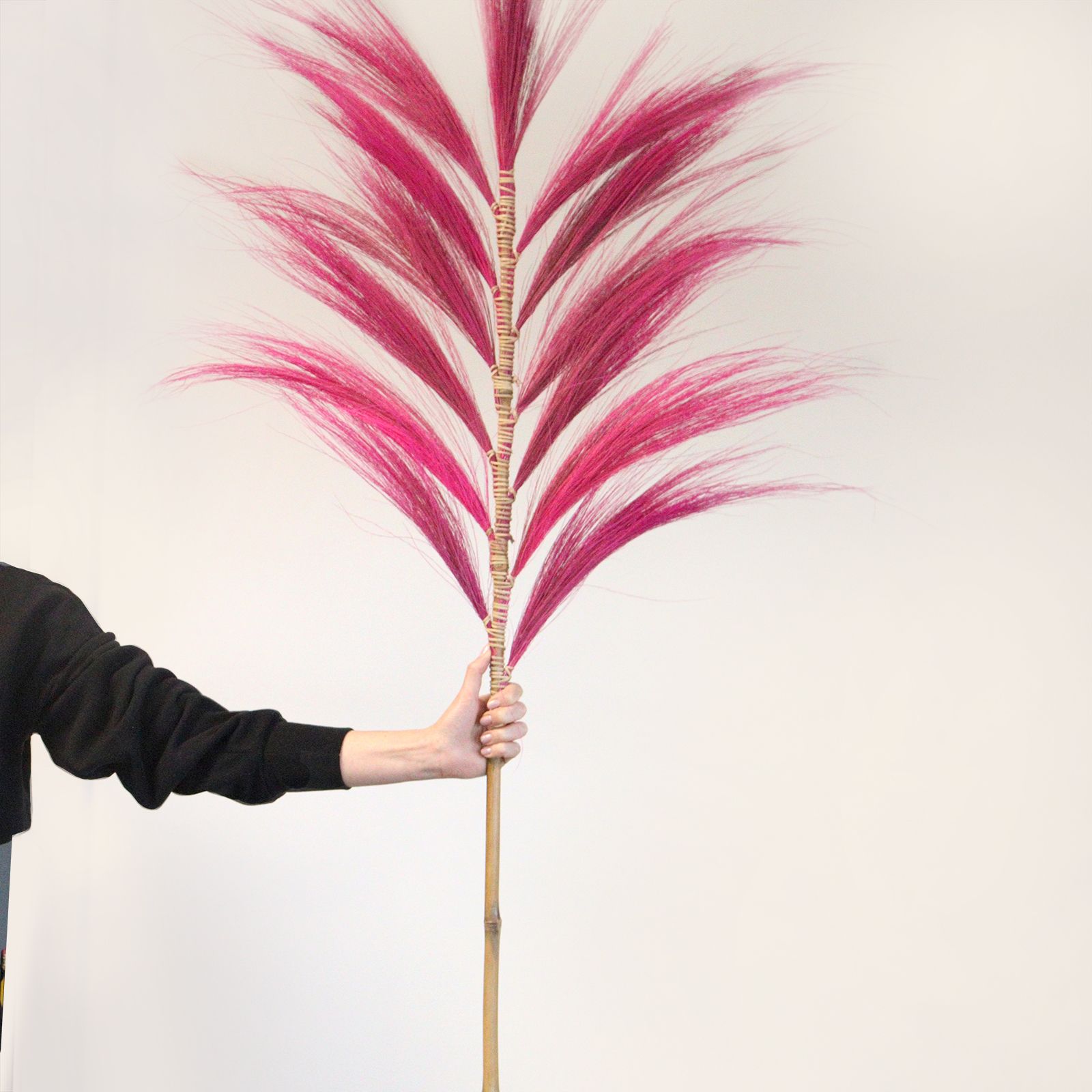 Palmera Rubia de Rayung - 1.6m - Imagen 8