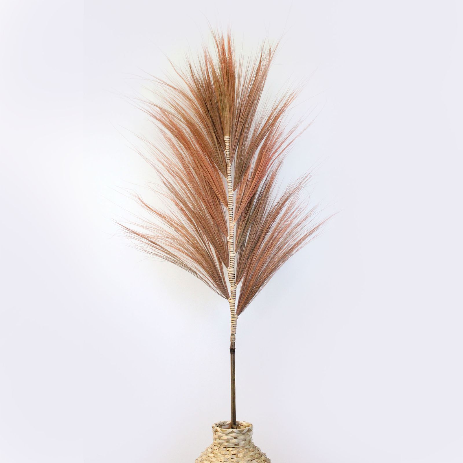 Palmera Coral de Rayung - 1.6m - Imagen 6
