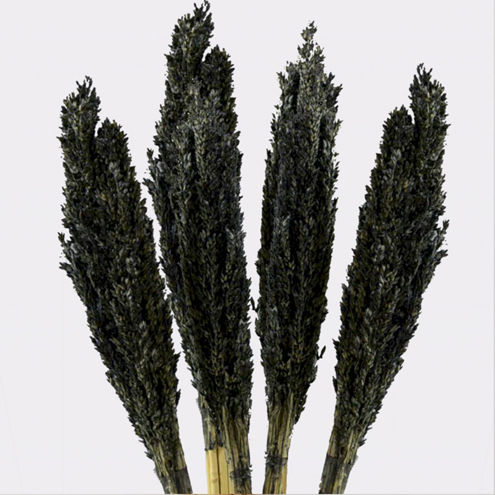 Manojo de Hierba Cantal - Negro - Imagen 6