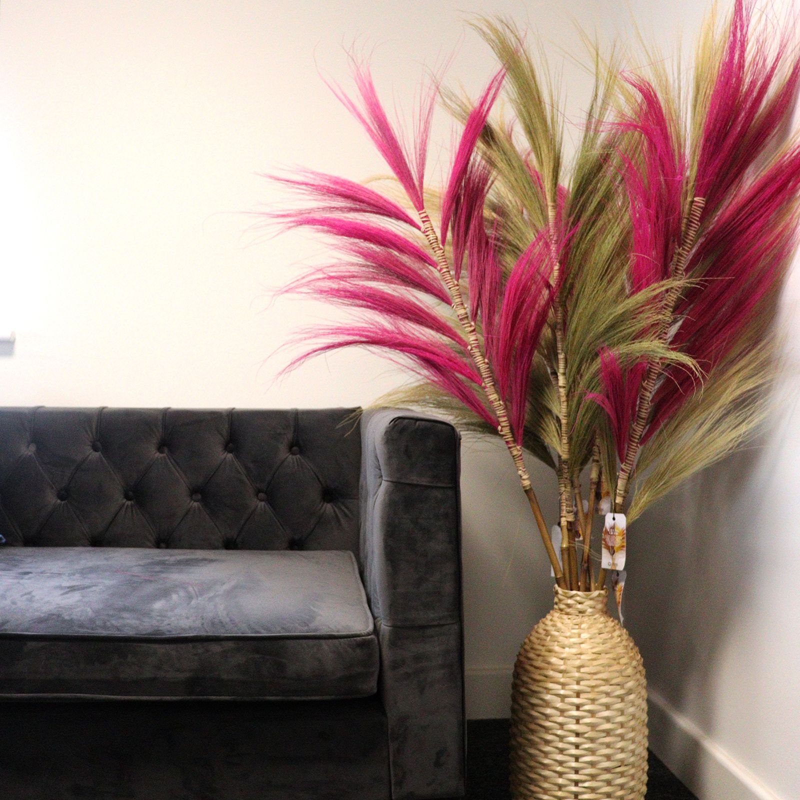 Palmera Rubia de Rayung - 1.6m - Imagen 11