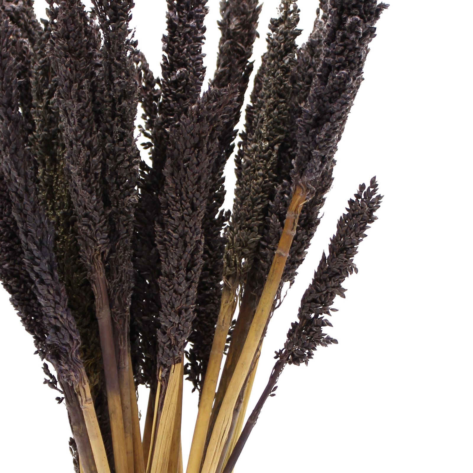 Manojo de Hierba Cantal - Negro - Imagen 2