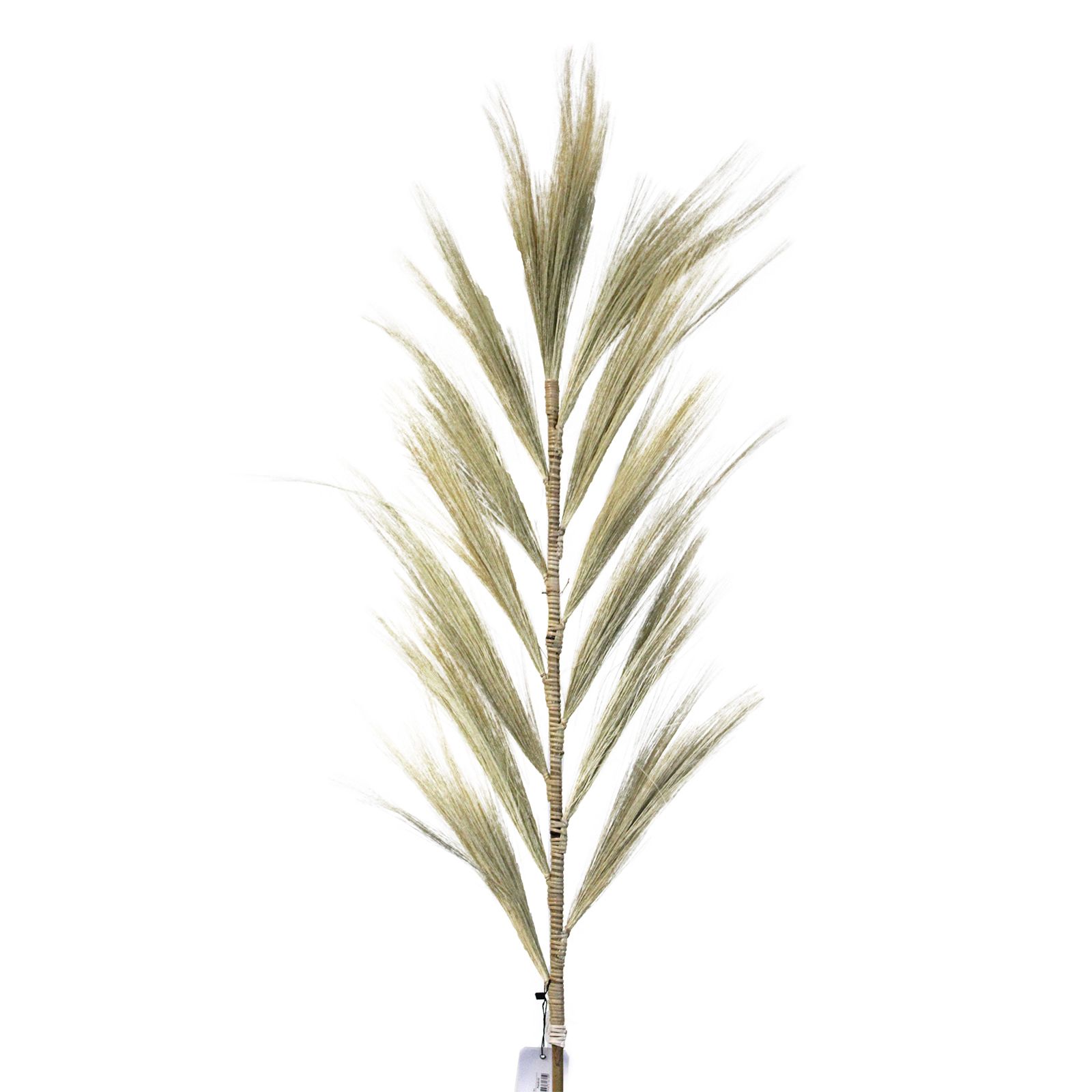 Palmera Rubia de Rayung - 1.6m - Imagen 5