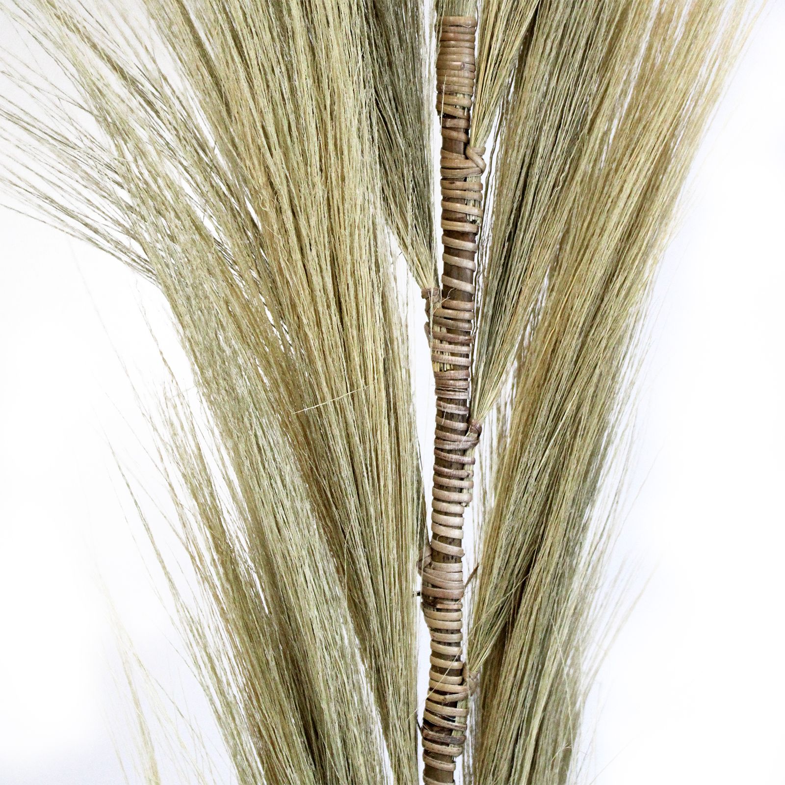 Palmera Rubia de Rayung - 1.6m - Imagen 4