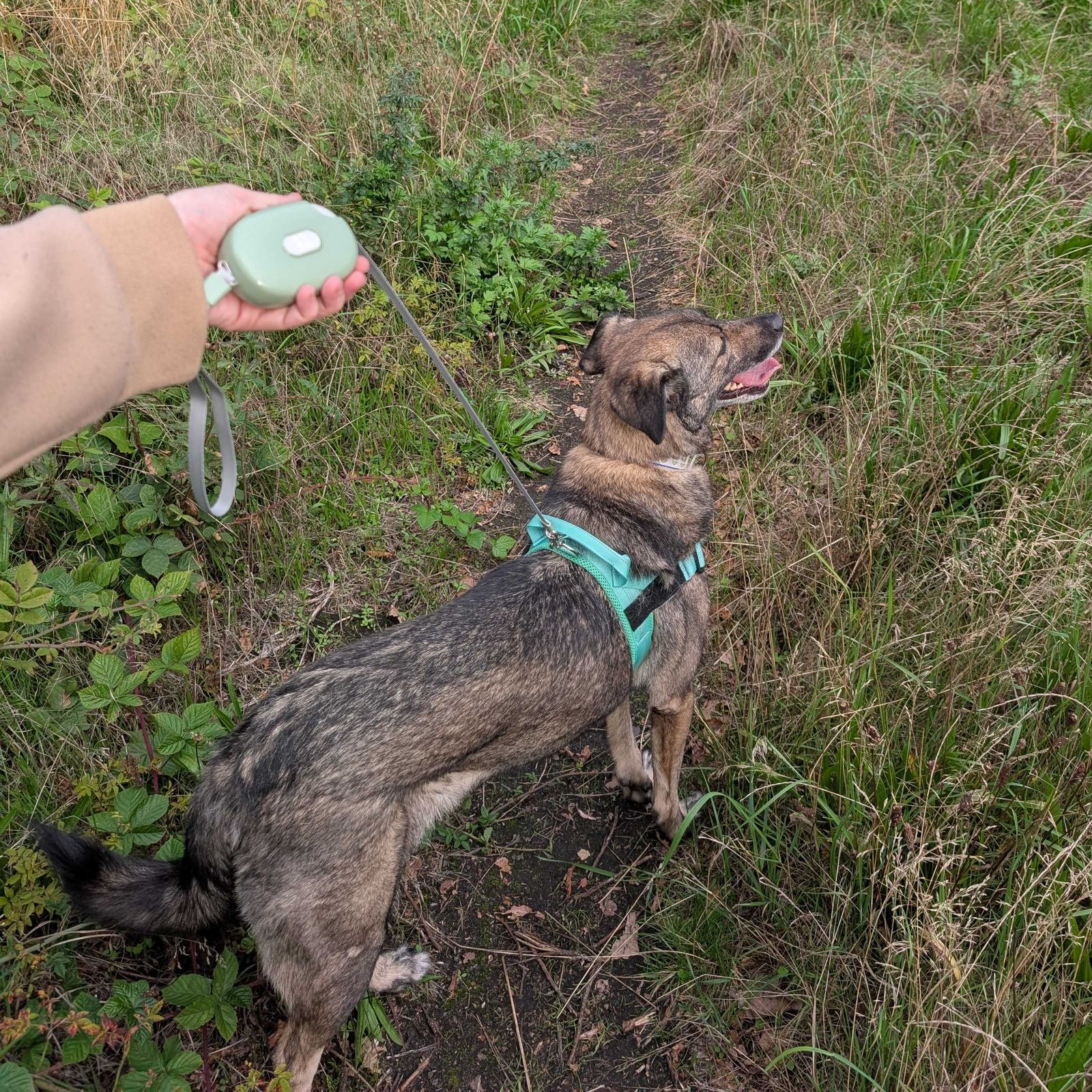 Correa para mascota Paw - Pocket Pod - Verde - 1.5 m - Imagen 7