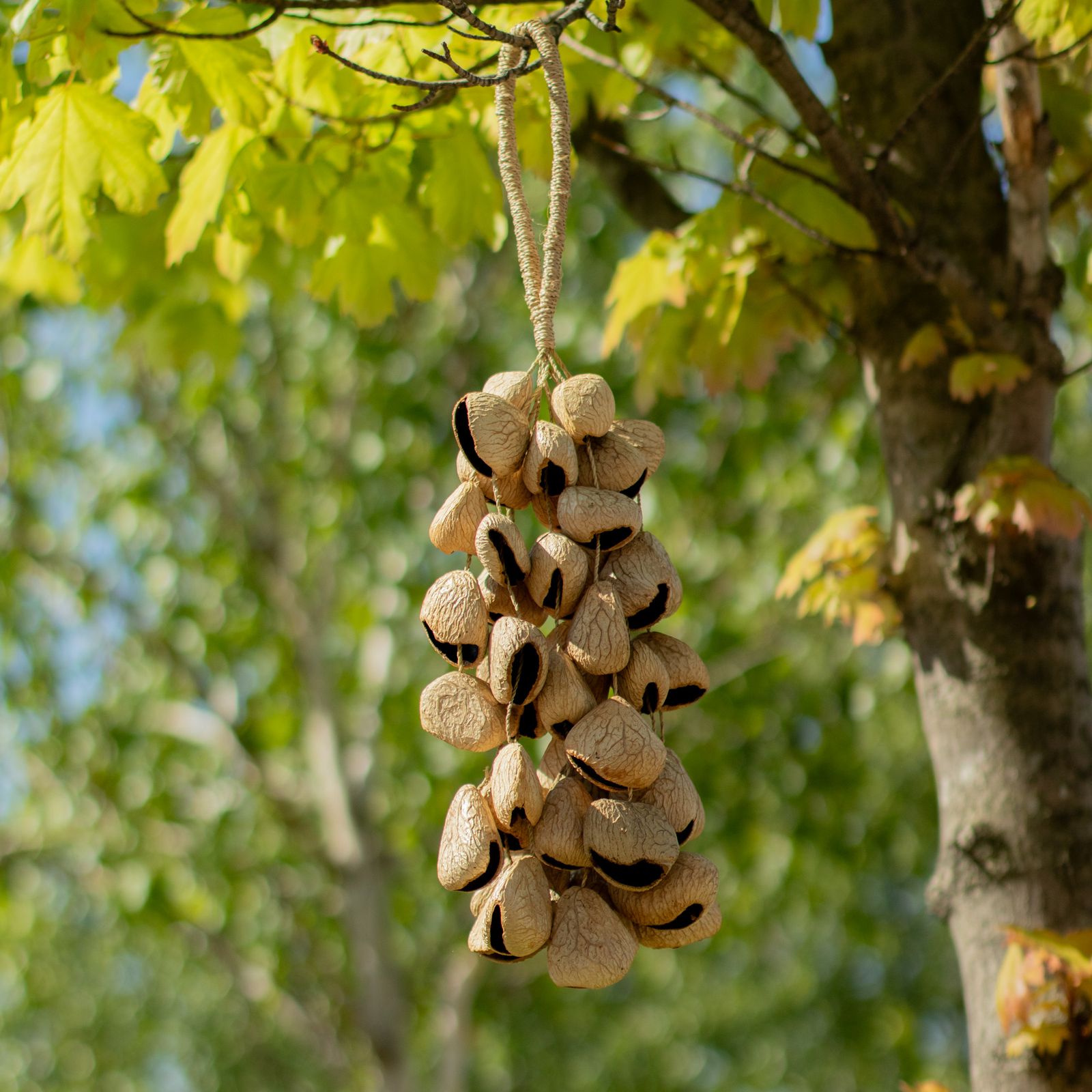 Cáscara de semilla de pangi de tamaño medio - agitador natural de nueces (30 cáscaras) - Imagen 6