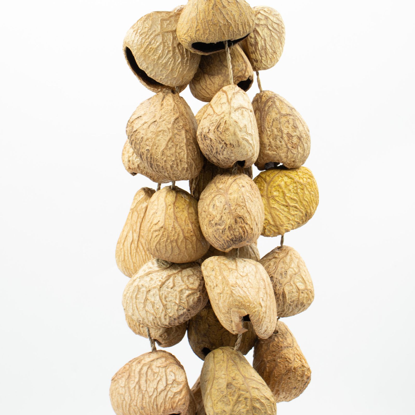 Cáscara de semilla de pangi de tamaño medio - agitador natural de nueces (30 cáscaras) - Imagen 3