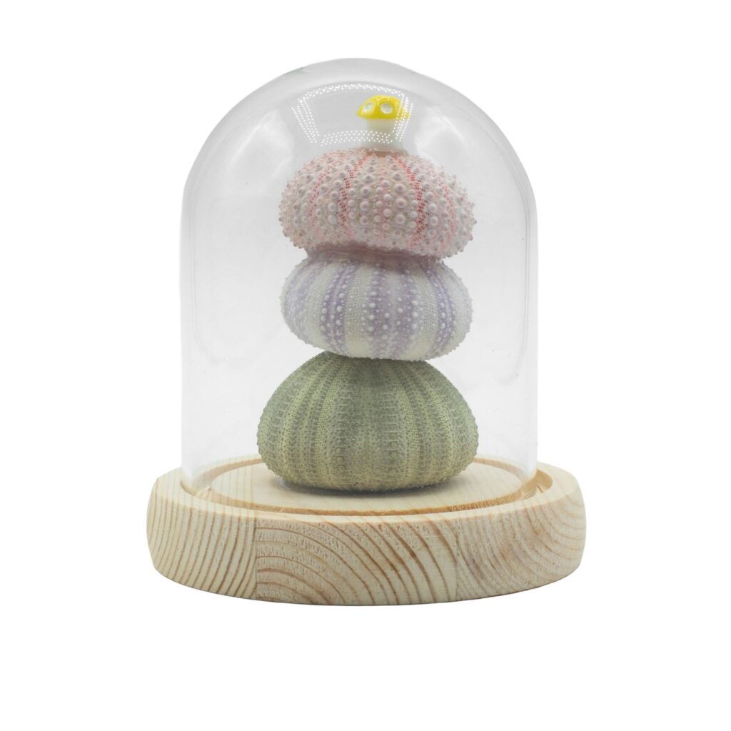Domo de Jardín Floral Glow - 3 erizos de mar - LED USB