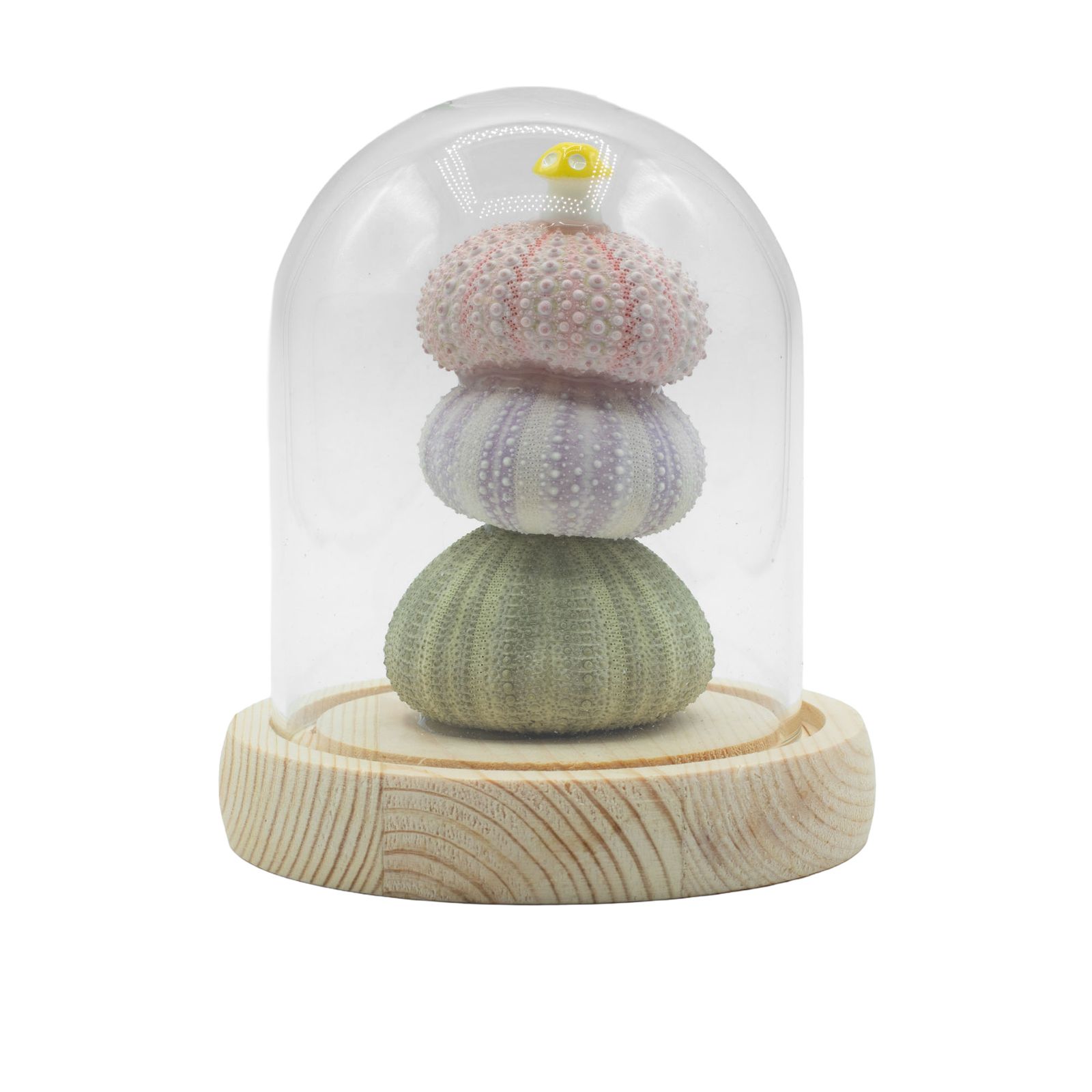 Domo de Jardín Floral Glow - 3 erizos de mar - LED USB