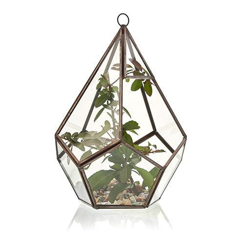 Terrario de Vidrio - Gran Pentagon - Imagen 3
