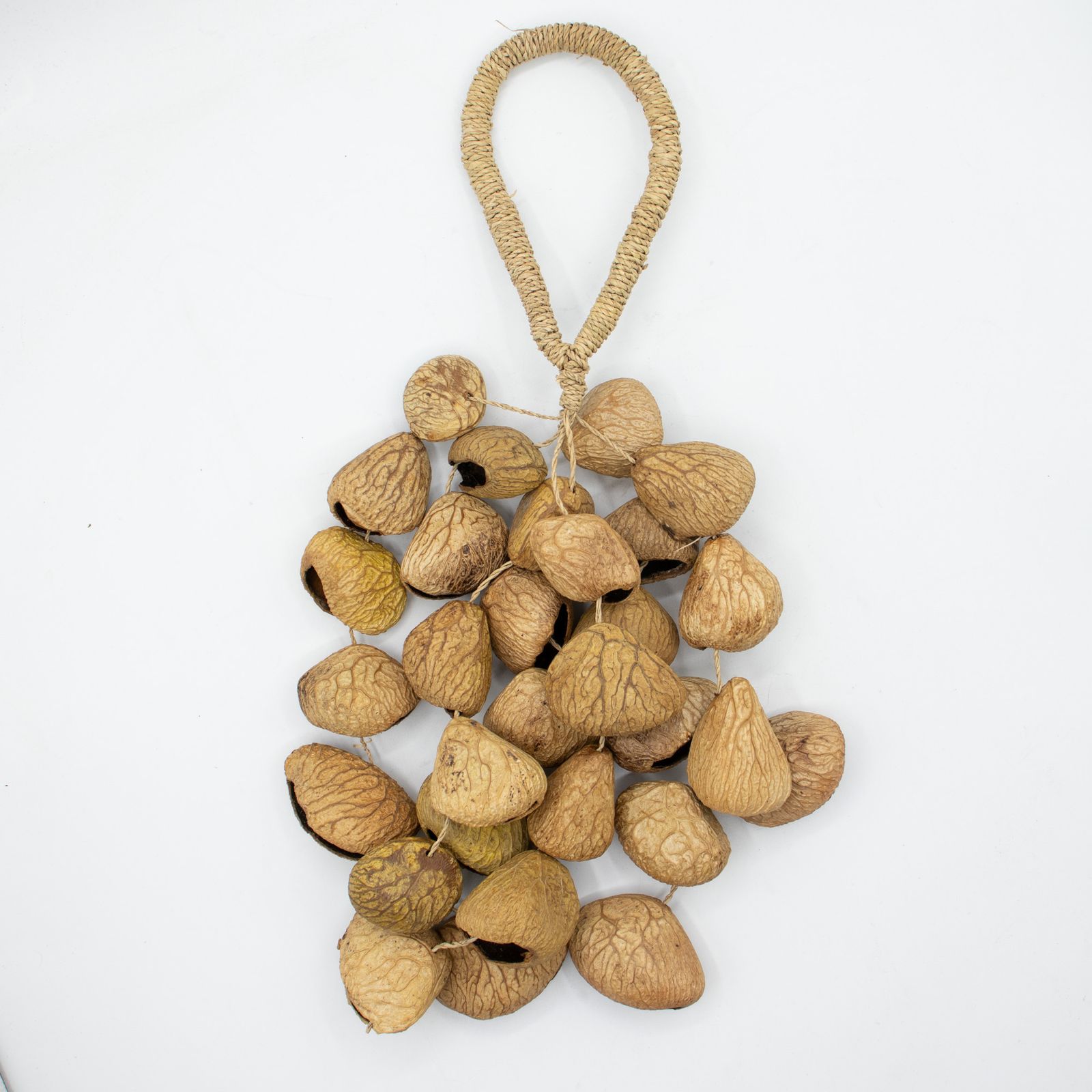 Cáscara de semilla de pangi de tamaño medio - agitador natural de nueces (30 cáscaras) - Imagen 4