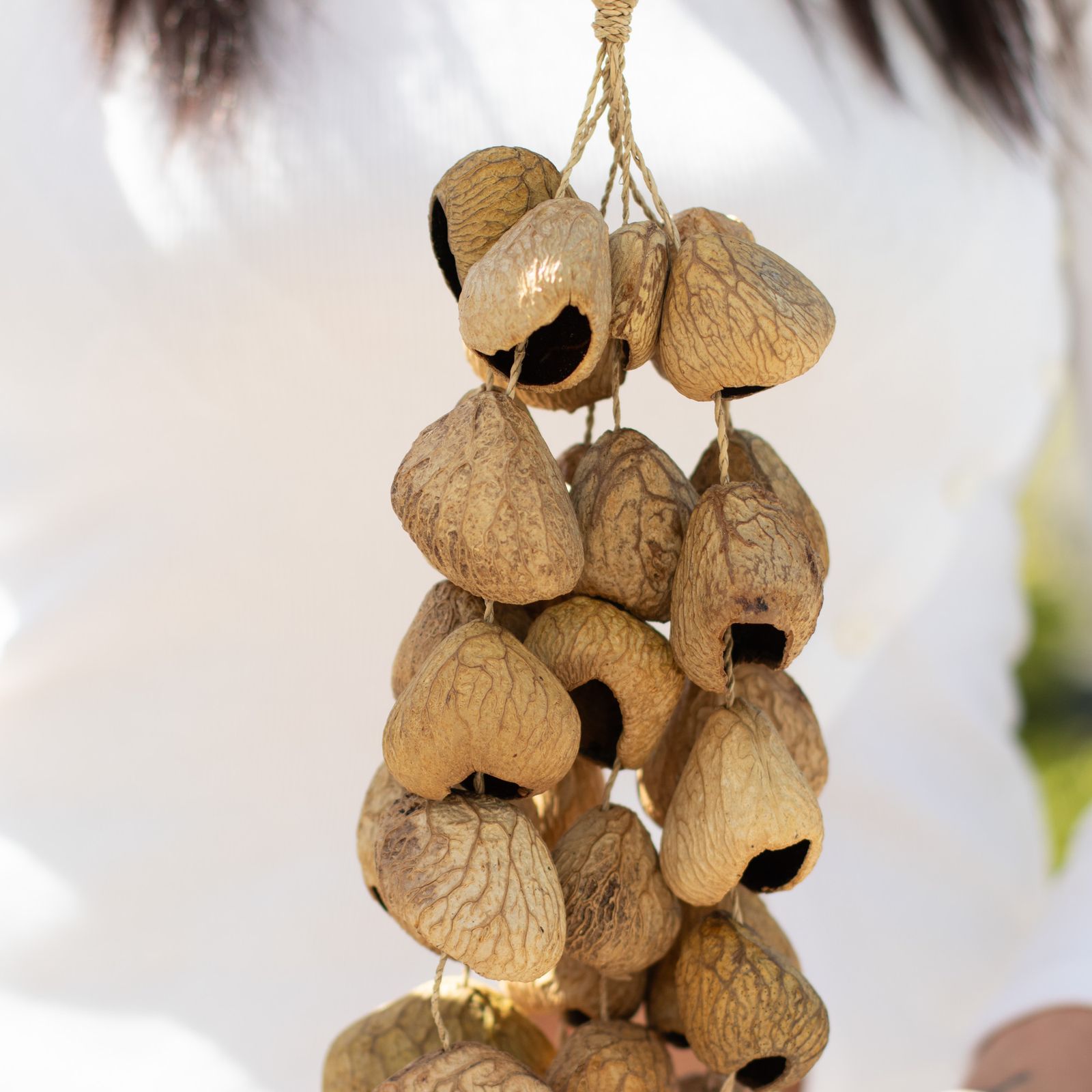 Cáscara de semilla de pangi de tamaño medio - agitador natural de nueces (30 cáscaras) - Imagen 7