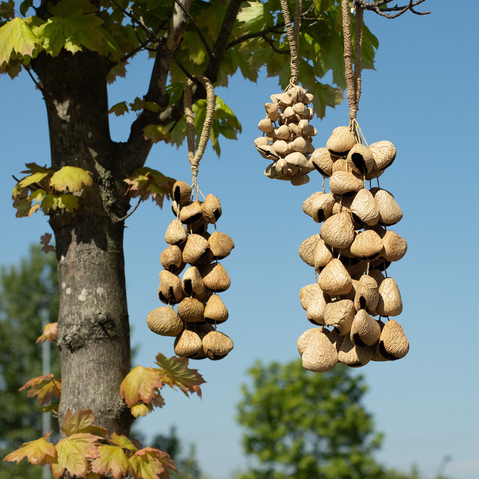 Cáscara de semilla de pangi de tamaño medio - agitador natural de nueces (30 cáscaras) - Imagen 5